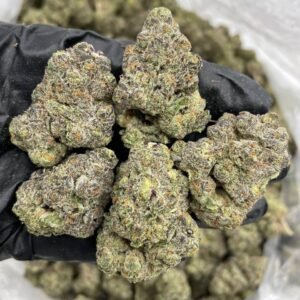 Black truffle strain